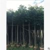 基地大量供應桃花心木 綠化樹木 小苗桃花心木移植供應