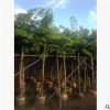 基地供應綠化樹黃花梨苗木 小葉欖仁苗木 地栽梨樹樹苗