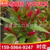 時花 香彩雀 供應各種時花高度20-25價格1.2 福建基地直銷