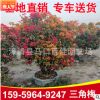 造型三角梅 三角梅盆景 勒杜鵑價格 高度1.5-2米 價格1200