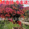 三角梅造型 勒杜鵑樹樁 勒杜鵑樁景 福建產地直銷 大量供應