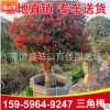紅色造型三角梅 三角梅盆景 三角梅價格 高度1.5-2米 價格1200