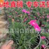 歐石竹盆栽 福建歐石竹基地直銷 大量批發 園林景觀工程供應