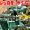 歐石竹 高度15-20 價格1.2 福建漳州基地直銷 量大從優