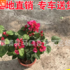 時花小苗袋苗杯苗 產地直銷各種時花 量大從優