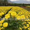 孔雀草小苗袋苗杯苗 四季草花 景觀綠化花卉 量大從優