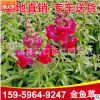 金魚草小苗袋苗杯苗 陽臺綠化景觀工程供應 量大從優
