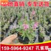孔雀草 高度20-25價格1.2 福建漳州基地直銷
