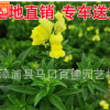 金魚草工程苗 紅花黃花粉花等顏色齊全 量大從優