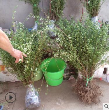 基地供應(yīng) 工程綠化植物 迎春花 規(guī)格全庭院公園盆栽花卉