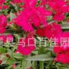 石竹 高度20-25價格1.2 福建漳州基地直銷