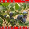 果樹 當(dāng)年結(jié)果藍(lán)莓 南高叢藍(lán)莓南藍(lán) 盆栽 藍(lán)莓