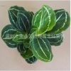 綠美麗竹芋 綠墻植物室內(nèi)耐陰小盆栽綠美麗竹芋