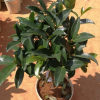 四季茶花新品種～～夏夢春陵