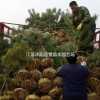 銷售黑松造型苗，營養(yǎng)缽苗