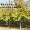 批發(fā)美國紅楓 美國紅楓價格 秋火焰樹苗