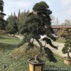 精品私家庭院花園屋頂觀賞植物金彈子，羅漢松盆景樁頭
