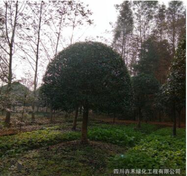 苗圃行道樹濕地綠化庭院花園風(fēng)景樹庭蔭樹防護(hù)樹優(yōu)質(zhì)八月桂花苗