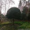 苗圃行道樹濕地綠化庭院花園風(fēng)景樹庭蔭樹防護(hù)樹優(yōu)質(zhì)八月桂花苗