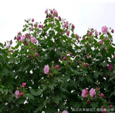 苗圃批發(fā)各種規(guī)格叢生獨(dú)桿木芙蓉庭院花園花壇風(fēng)景樹防護(hù)樹綠化樹