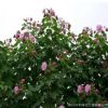 苗圃批發(fā)各種規(guī)格叢生獨(dú)桿木芙蓉庭院花園花壇風(fēng)景樹防護(hù)樹綠化樹