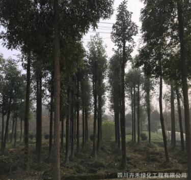 基地供應(yīng)行道樹風(fēng)景樹 庭蔭樹工地綠化喬木10cm-25cm優(yōu)質(zhì)香樟
