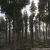 基地供應(yīng)行道樹風(fēng)景樹 庭蔭樹工地綠化喬木10cm-25cm優(yōu)質(zhì)香樟