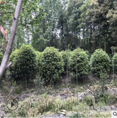 基地供應(yīng)庭院景觀綠化灌叢苗各種規(guī)格精品八月桂桂花球龍桂桂花球