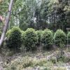 基地供應(yīng)庭院景觀綠化灌叢苗各種規(guī)格精品八月桂桂花球龍桂桂花球