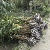 庭院花園花鏡灌叢 精品叢生臘梅風(fēng)景臘梅可以盆栽臘梅花壇綠籬