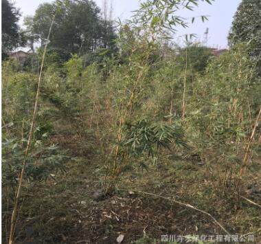 基地供應(yīng)庭院水景綠籬灌叢花壇植物各種規(guī)格優(yōu)質(zhì)琴絲竹