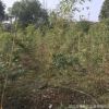 基地供應(yīng)庭院水景綠籬灌叢花壇植物各種規(guī)格優(yōu)質(zhì)琴絲竹