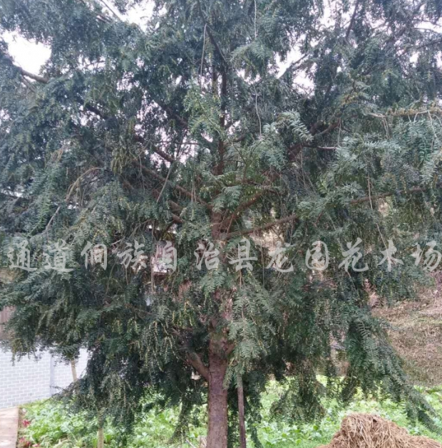 紅豆杉