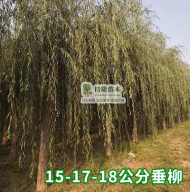 觀音柳盆栽檉柳小苗怪柳盆景山春柳陽(yáng)臺(tái)老樁熟樁生樁沙柳花卉綠植