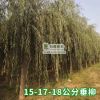 觀音柳盆栽檉柳小苗怪柳盆景山春柳陽(yáng)臺(tái)老樁熟樁生樁沙柳花卉綠植