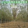 風(fēng)景行道遮陰綠化工程使用種子種苗槐樹(shù)苗木景區(qū)樹(shù)苗直銷(xiāo)