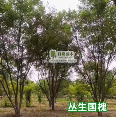 叢生國(guó)槐小苗黃金槐樹(shù)苗垂槐龍爪槐香花槐樹(shù)苗綠化苗木基地