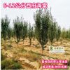 西府海棠樹(shù)苗花卉北方南方庭院植物觀花綠化樹(shù)苗基地直銷(xiāo)
