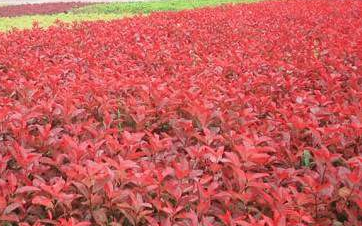 紅葉石楠