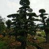 摯云苗木專業(yè)種植湖南造型石楠樁產(chǎn)地批發(fā)園林別墅景觀樹木