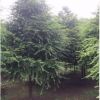 湖南基地大量低價供應綠化樹色塊小毛球紅豆杉