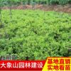 杜鵑球毛鵑球 常綠灌木毛娟球 各種規(guī)格杜鵑苗