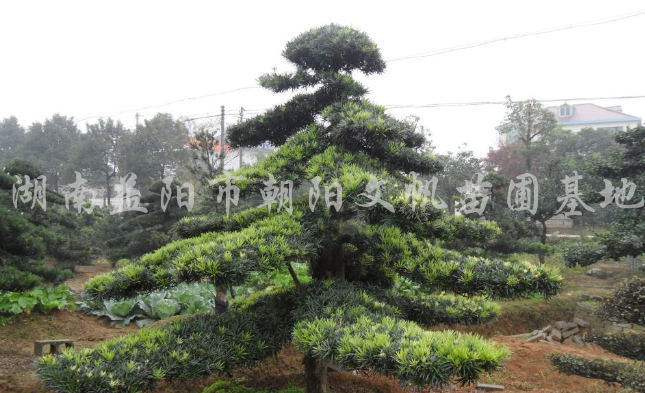 羅漢松