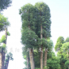 香樟