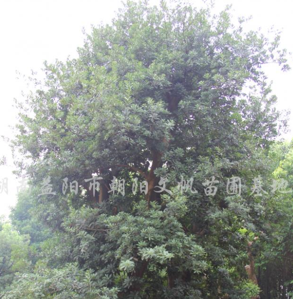 楊梅