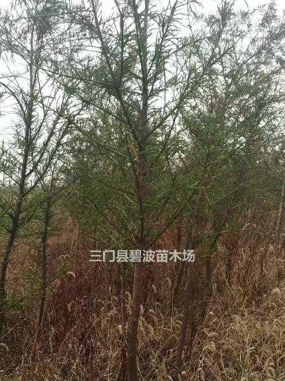 浙江[產(chǎn)品]/浙江三門中山杉價(jià)格/報(bào)價(jià)