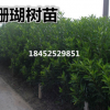 批發珊瑚樹/法國冬青 樹形好優美健壯成苗活率高 誠信經營合理價
