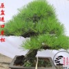 黑松盆景 樹樁樹樁 高檔庭院植物 景觀專用 客廳盆景 黑松造型樹