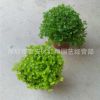 綠地球翠云草綠化蕨類綠墻植物雨林景觀珊瑚蕨金絲雀翠云草