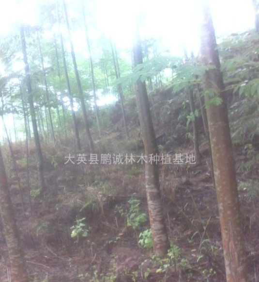 臭椿苗，精品臭椿苗,香椿樹(shù)，苗